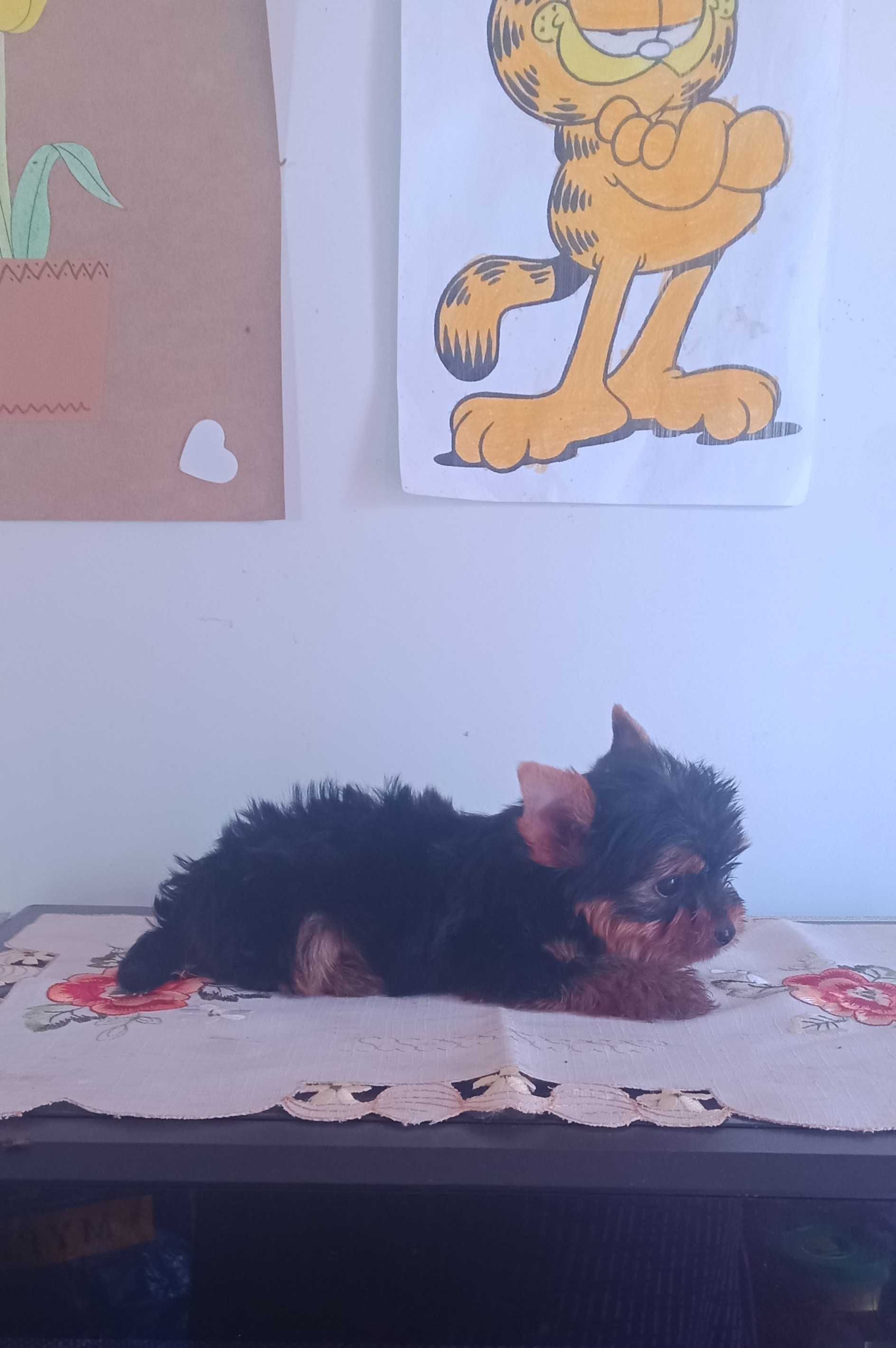 yorkshire terrier macho mini com LOP