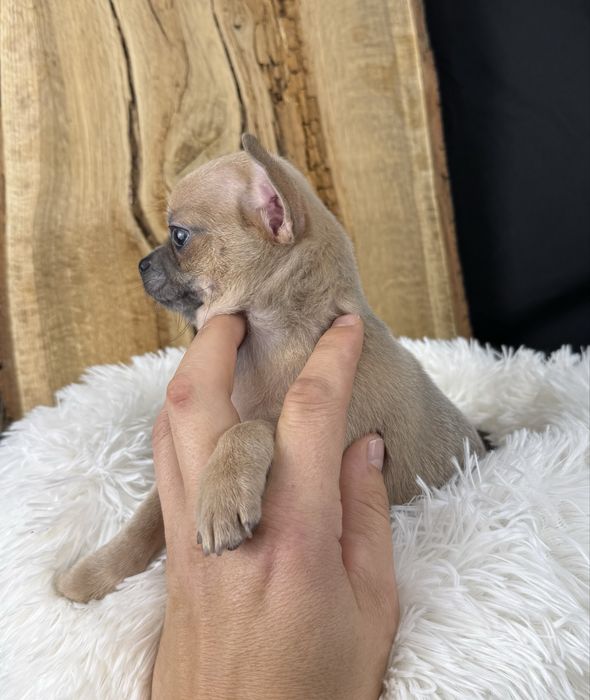 Sprzedam Suczkę Chihuahua