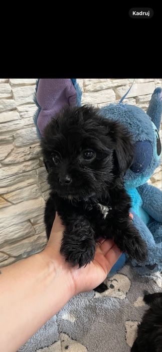 York black czarny rodowód yorkshire terrier