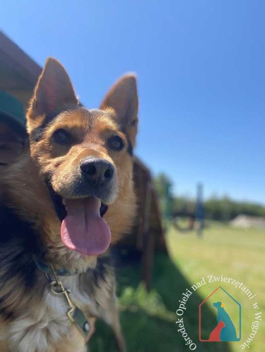 Piesek Brik szuka domu. Adoptuj!