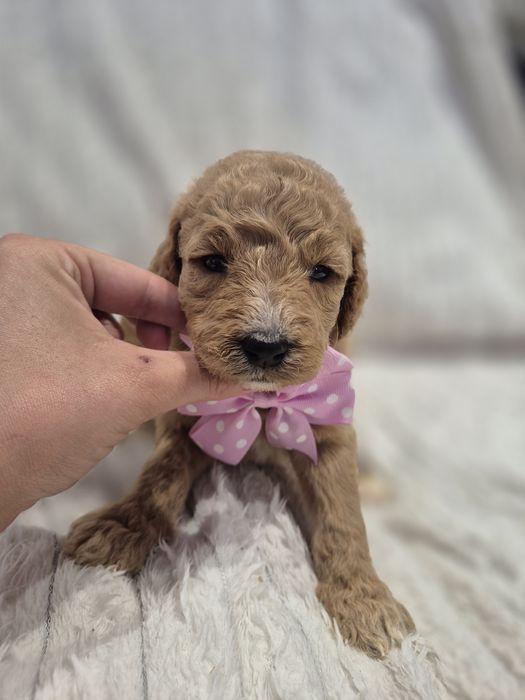 Goldendoodle f1b standard red red-brown