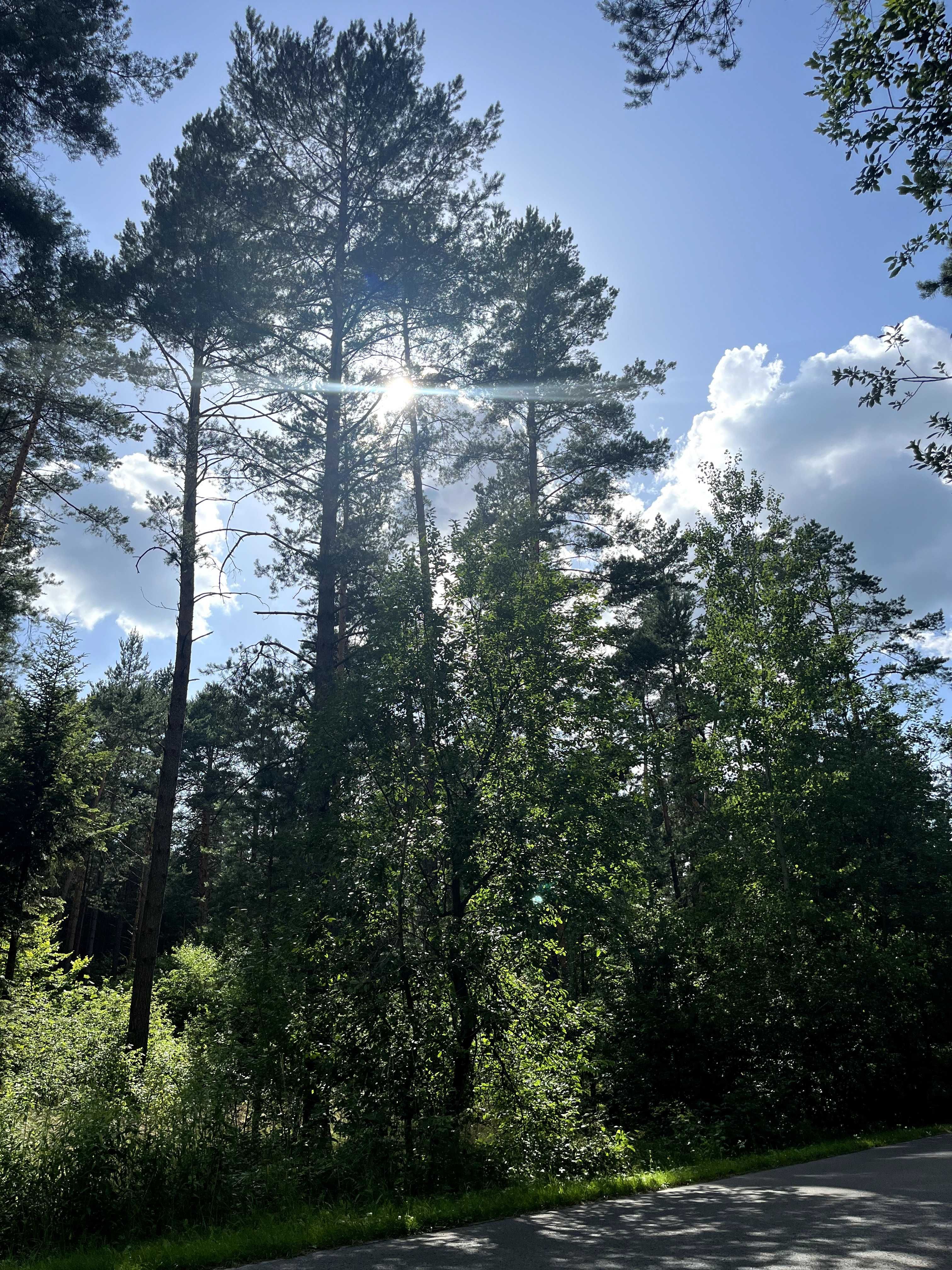 Działka inwestycyjna (66,53 arów)  - Huta Szumy (Roztocze, Susiec)