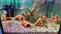 Akwarium Krewetkarium