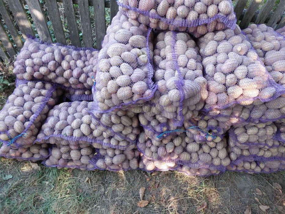 Картопля домашня