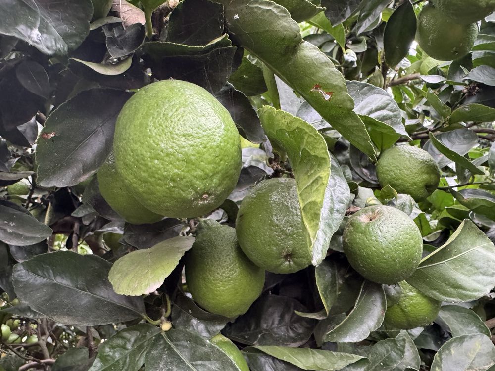 Limas a 2.50€ o kg