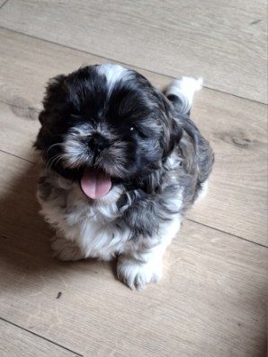 Szczeniak Shih tzu