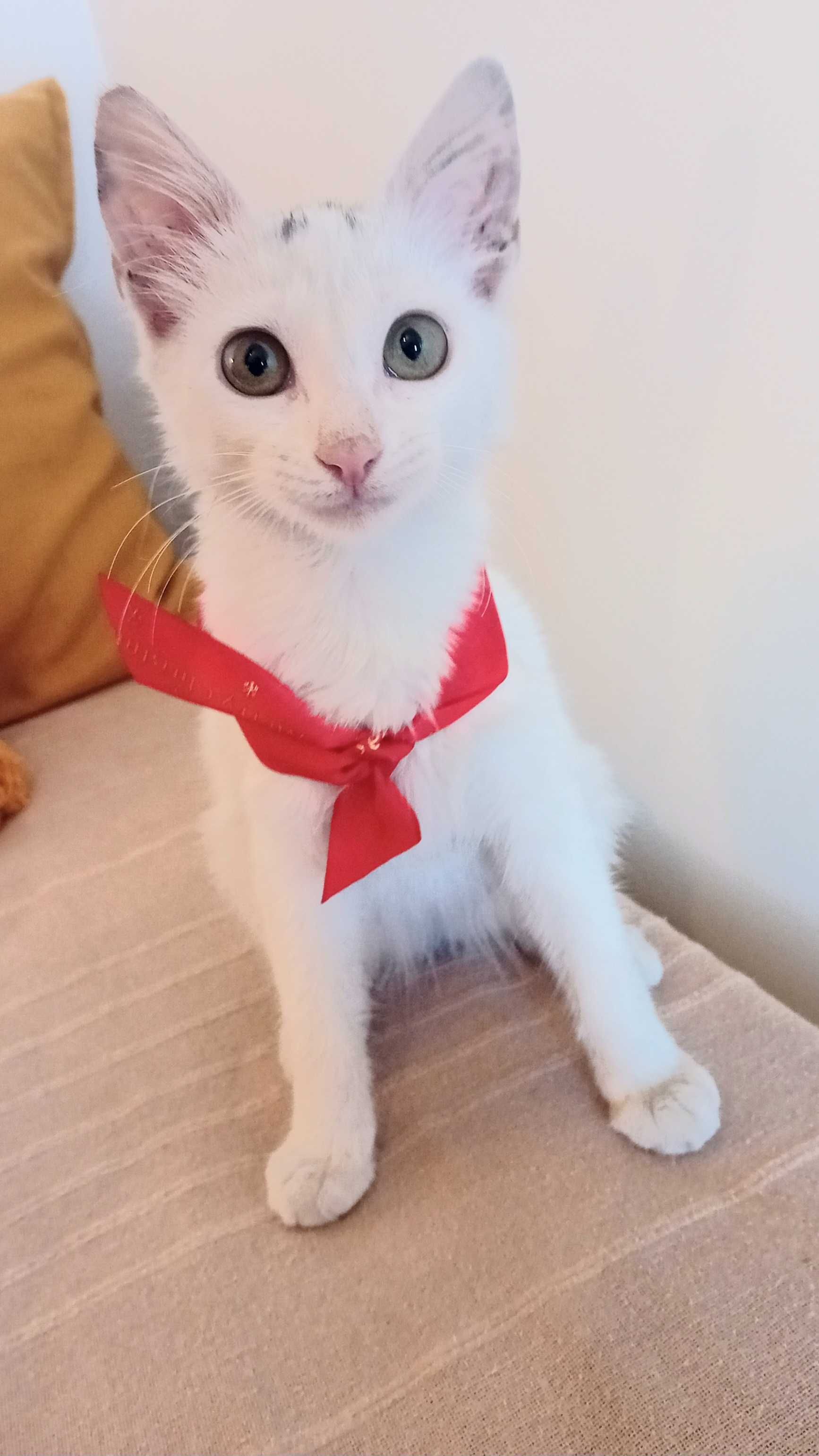 Gatinha linda para adoção responsável