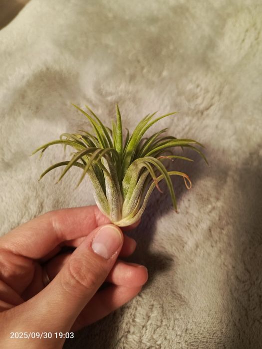 Tillandsia oplatwy