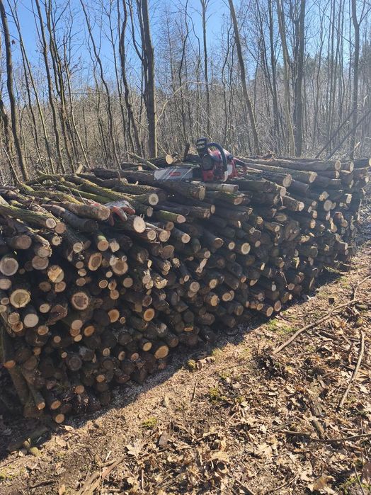 Drewno gałęziówka liściasta