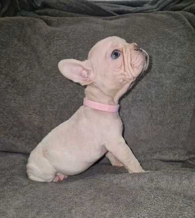 Эксклюзивная девочка французского бульдога