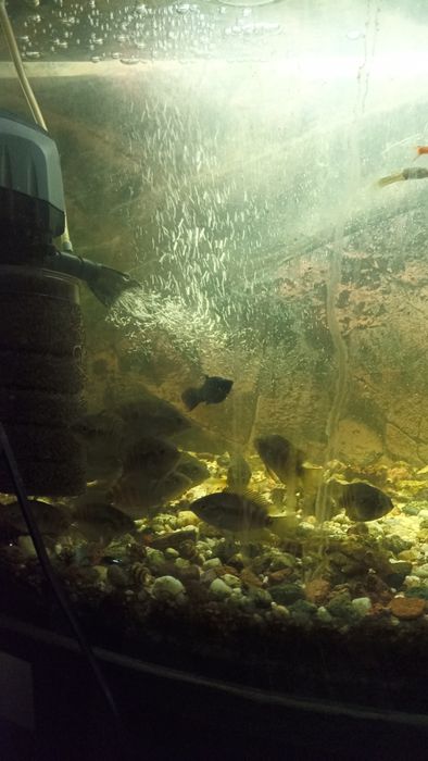 Zamienię pielęgnice miodowe