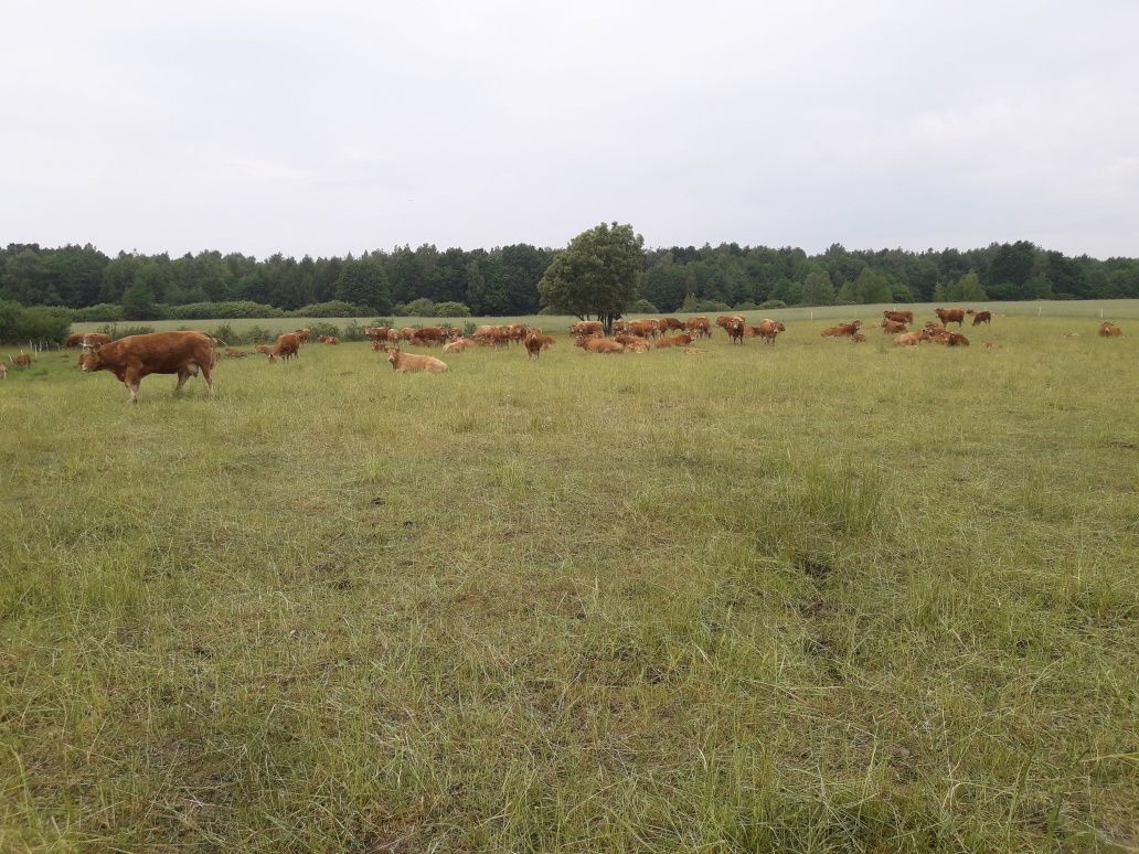 Byk,buhaj ,rozpłodnik Limousine 100% ,pod oceną Pzhipbm