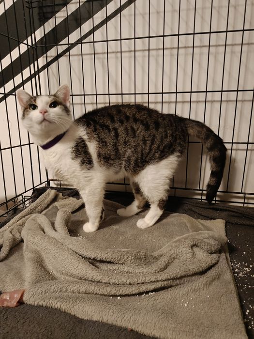 Pralinka przepiękna kotka szuka domu