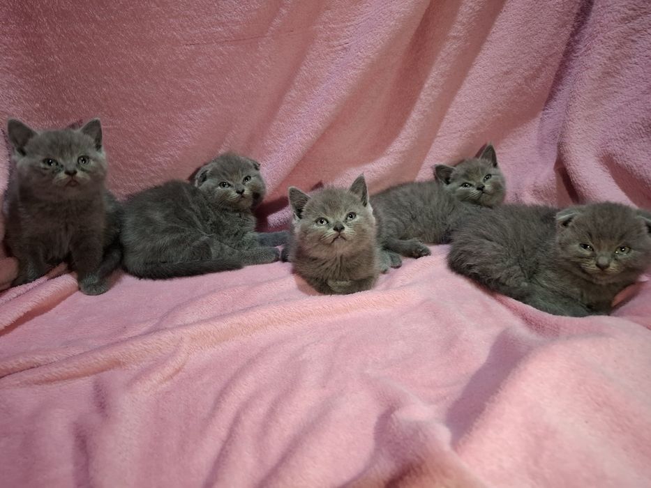 Шотландські  кошенята