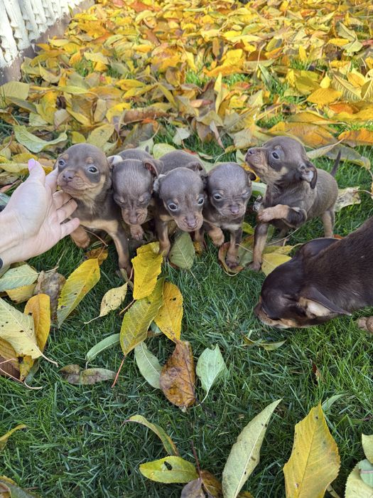 Продам міні Тойчики