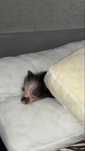 Mini Porco Cor Preto