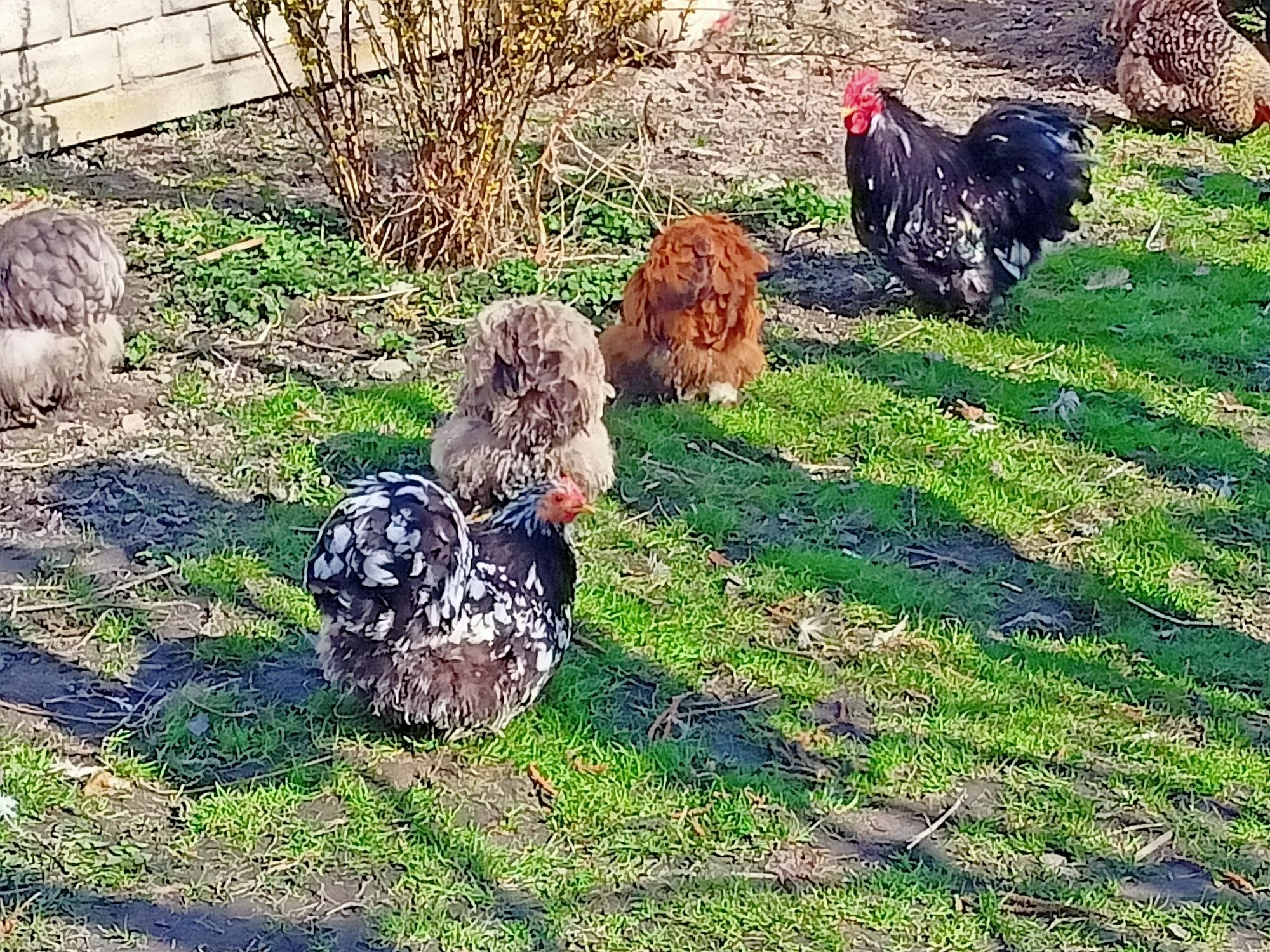 Jaja lęgowe kochin karzełek i liliput