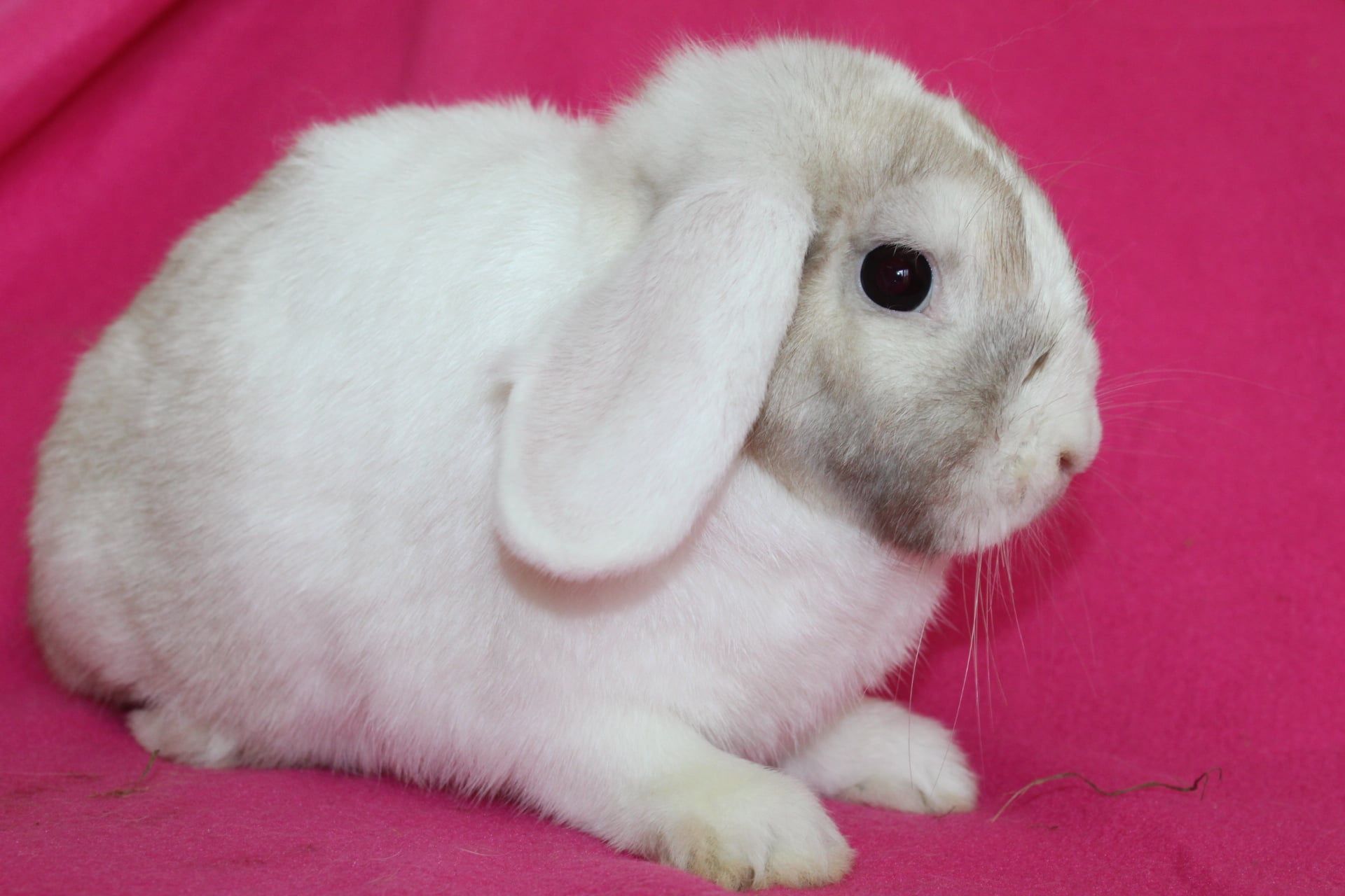 Samice mini lop , mini lopy . Baranki karzełki