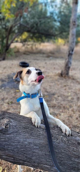 Бесплатно в добрые руки