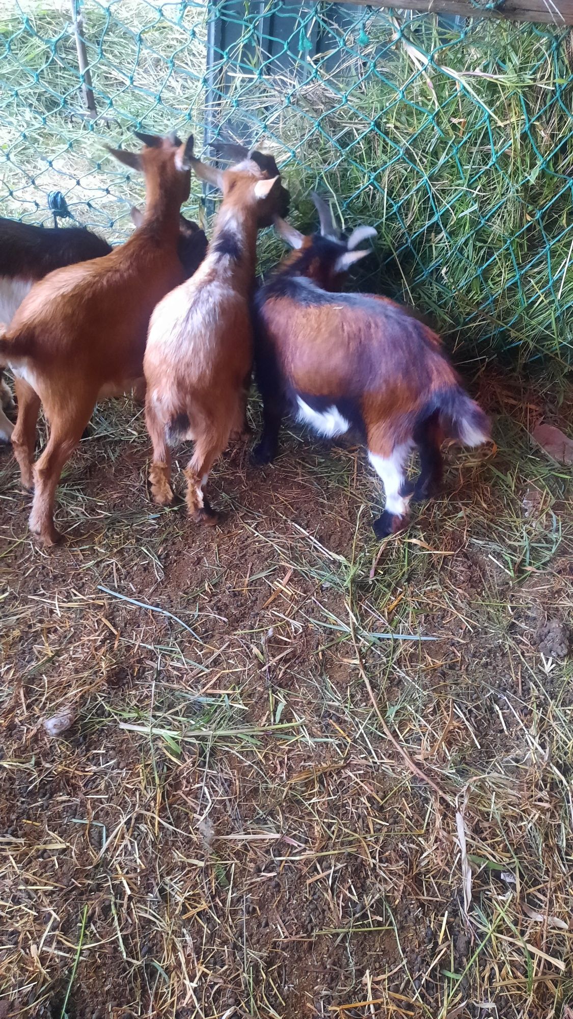 Cabras anas novas