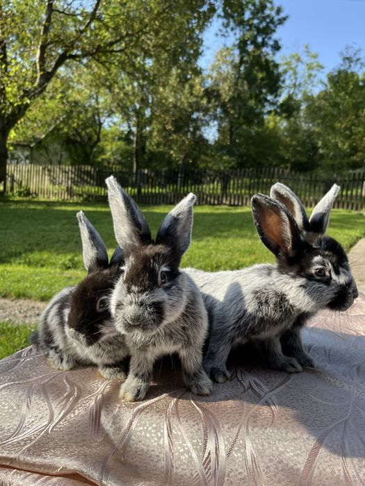Кролі молді кролики Європейське Срібло
