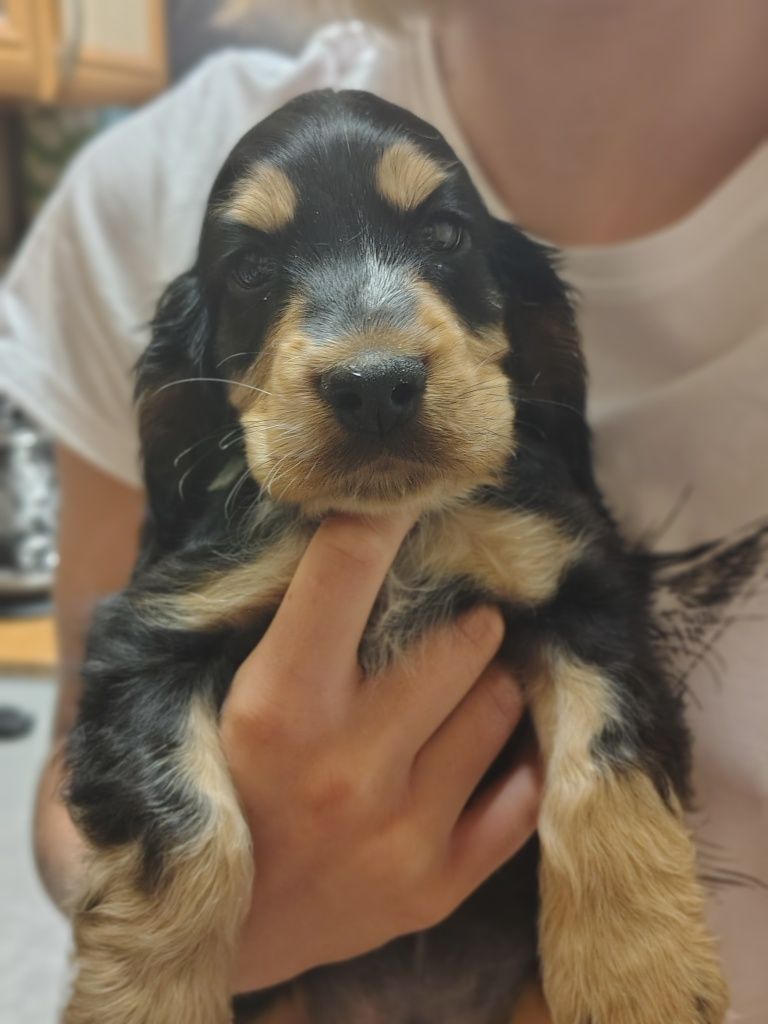 Cocker Spaniel angielski