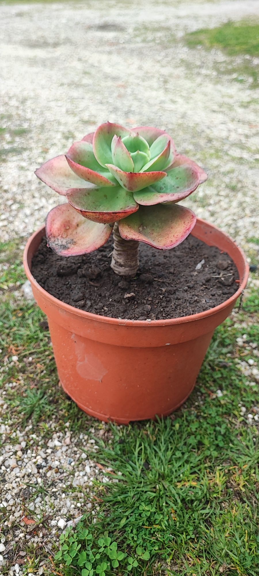 Planta suculenta