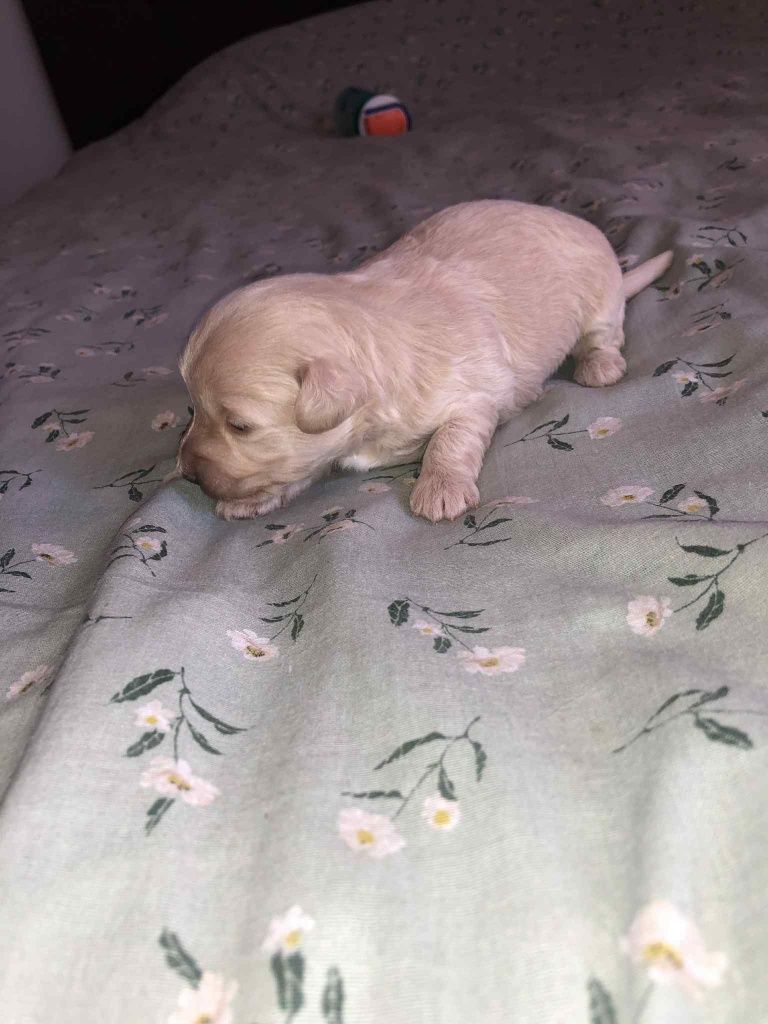 Maltipoo suczki i piesek