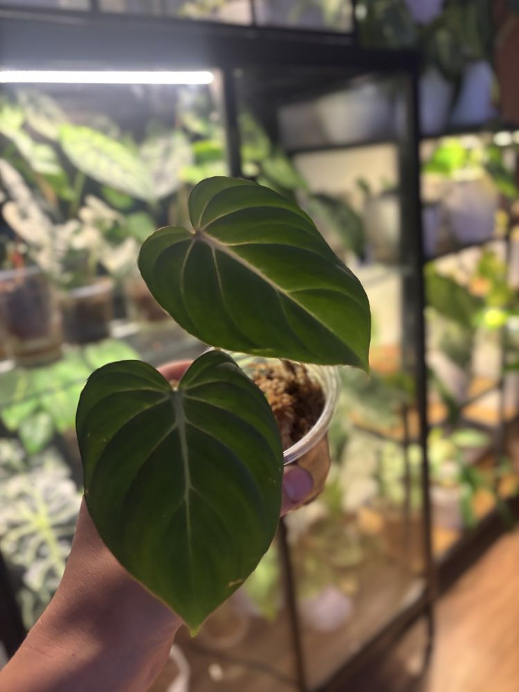 Philodendron gloriosum