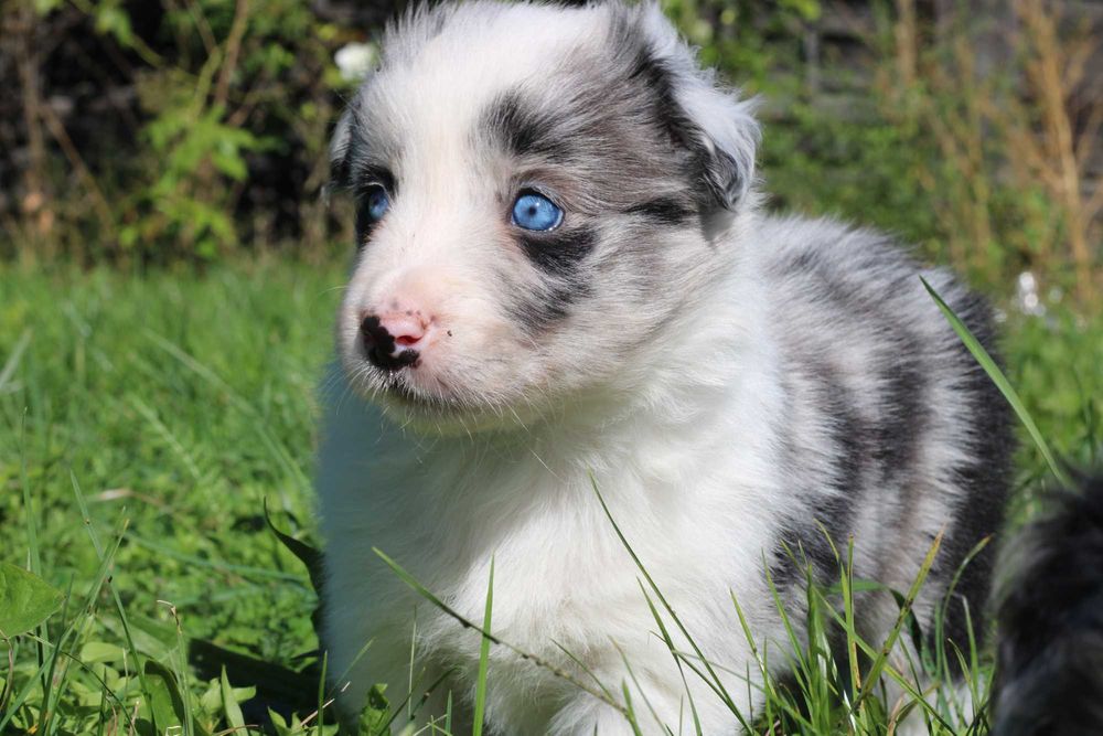 Border Collie suczka blue merle niebieskie oczy