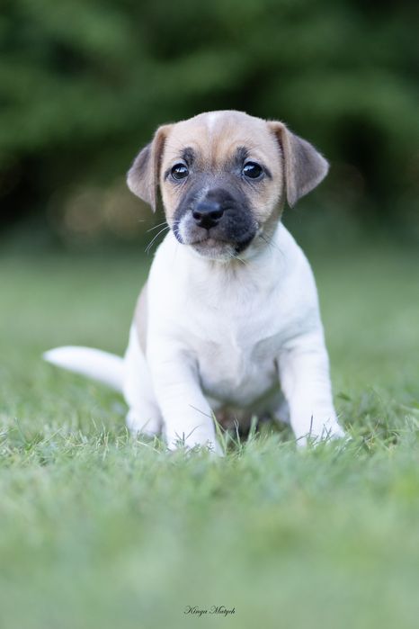 Chłopiec Jack Russell terrier chłopiec nr 1/badania genetyc/DO ODBIORU