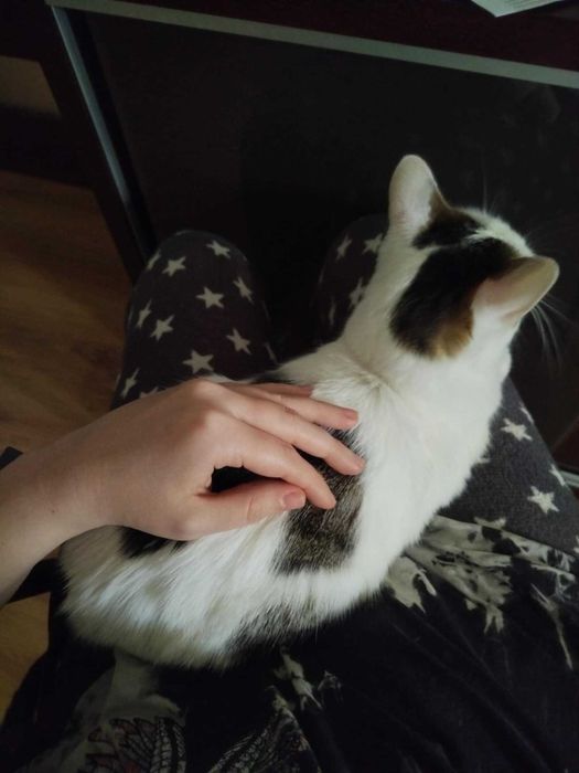 Opieka nad zwierzętami :) Petsitter Zapraszam