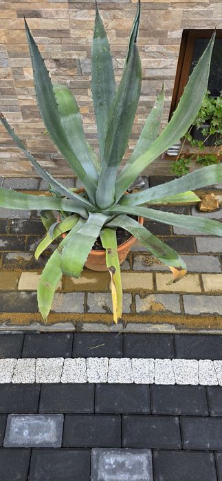 Agawa 2 sztuki + szczepki