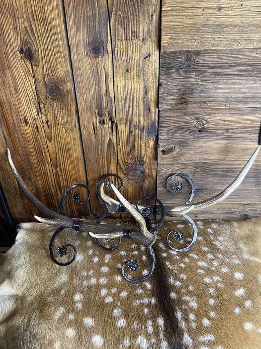 Wieszaki z poroża jeleń zrzuty poroże na ścianę P366