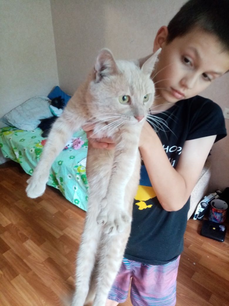 Найден кот на таирово.