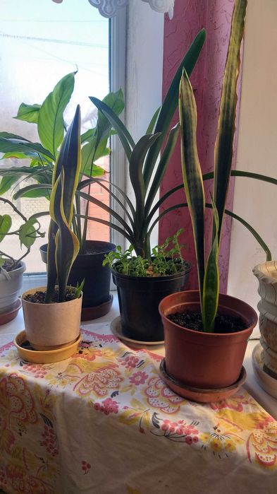 Тещин язик, сансівєра, сансіверія (2 вида)