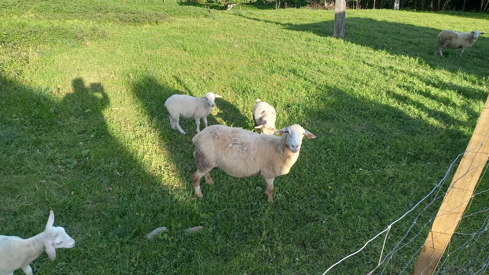 Owce i barany nolana