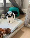 Królik mini lop samiec POZNAŃ