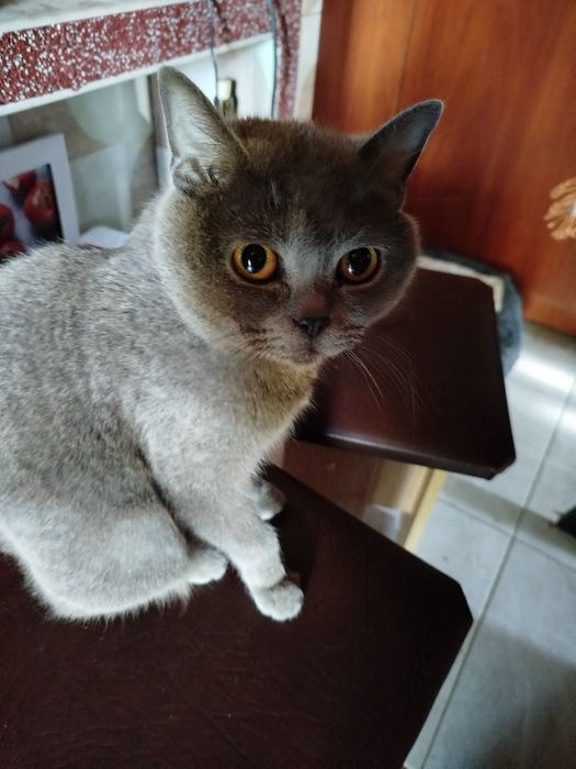 Шотландськая прямовухая.Масть Голубая