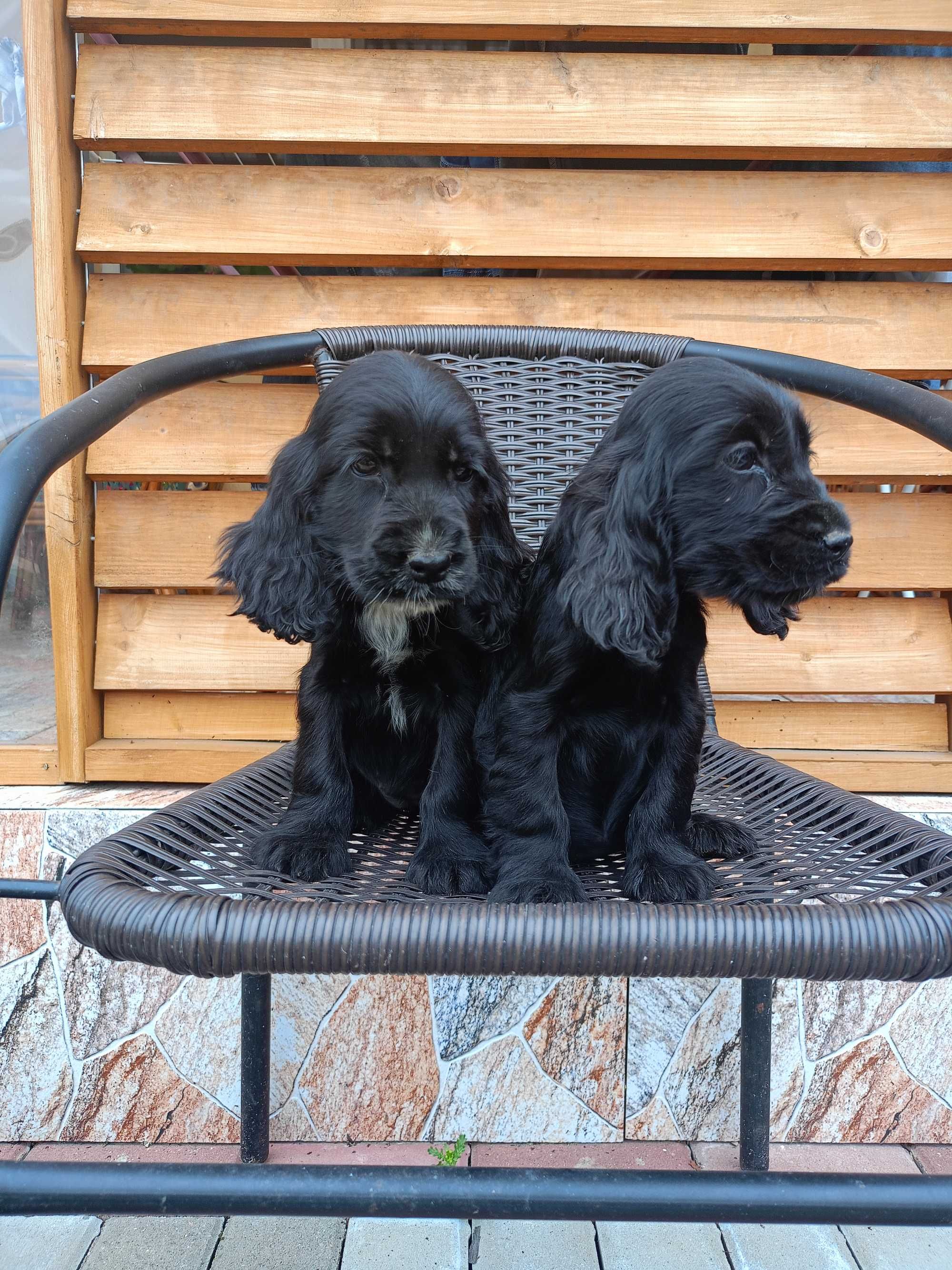 Suczka Cocker spaniel