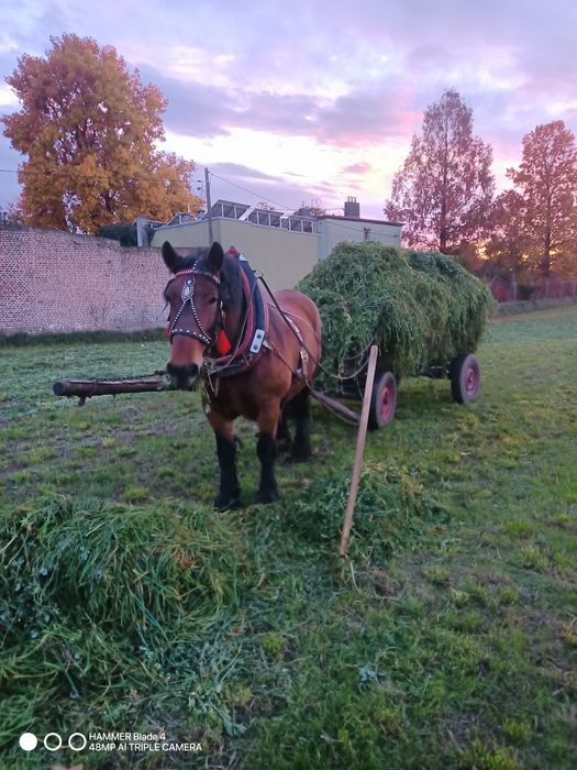 Sprzedam klacz źrebna