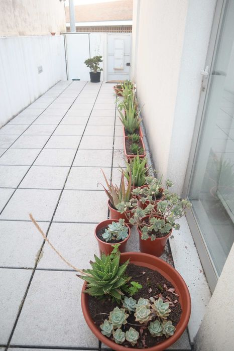 Varios plantas ( maioria succulentos - bastante Aloe Vera )