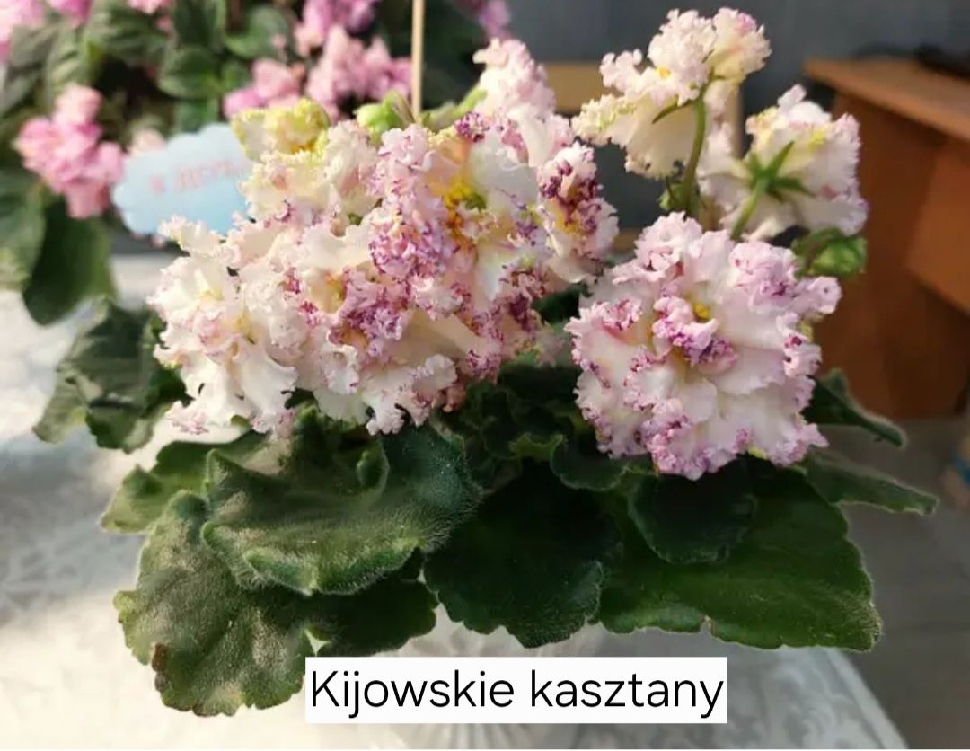 Sprzedam fiolki afrykańskie