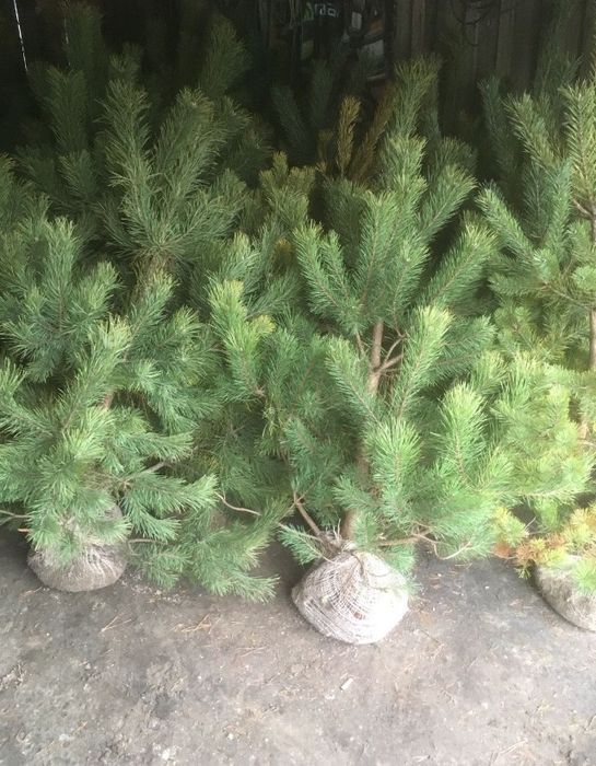 Сосна формована і викопана комом землі