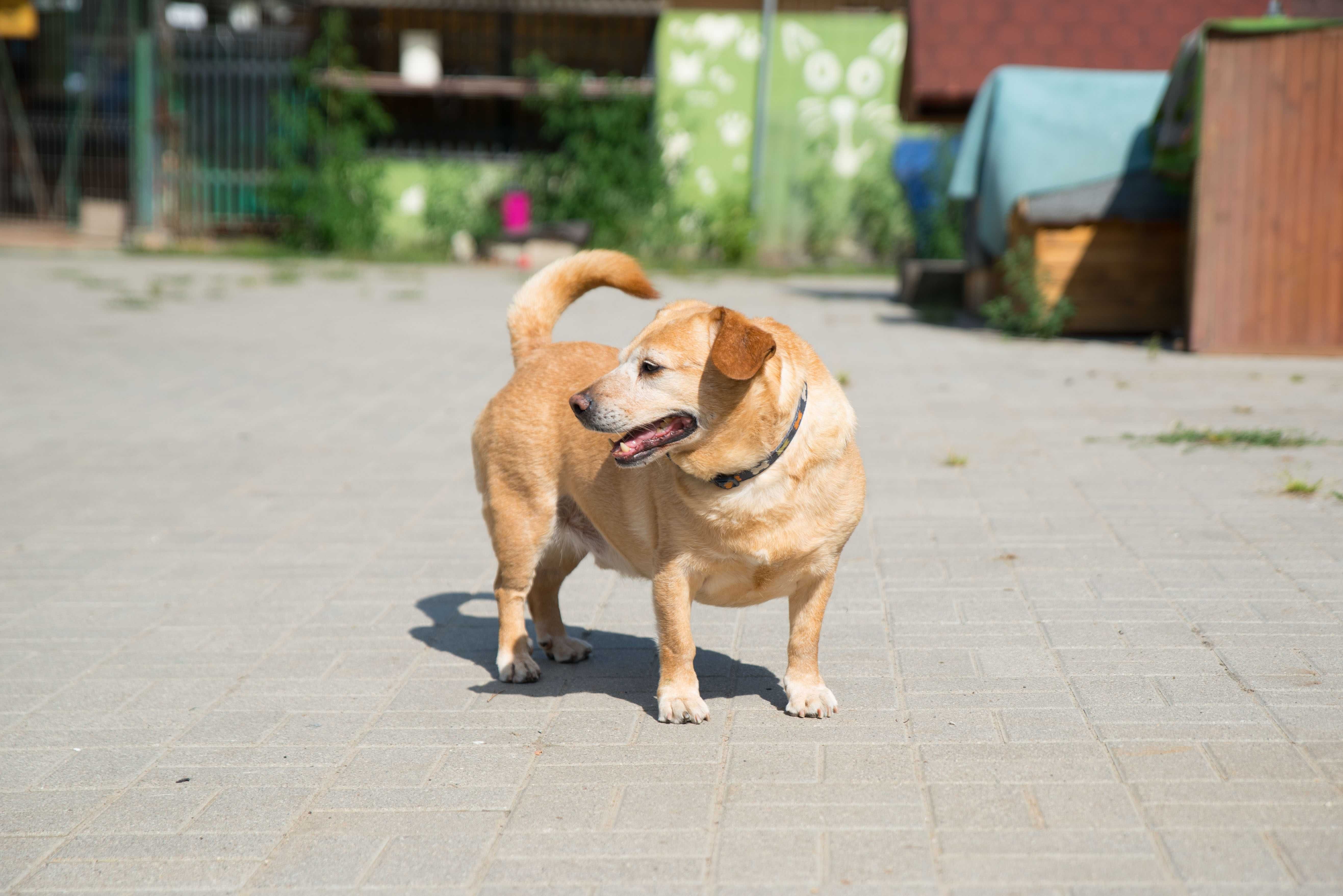 Ptyś - psiak do adopcji