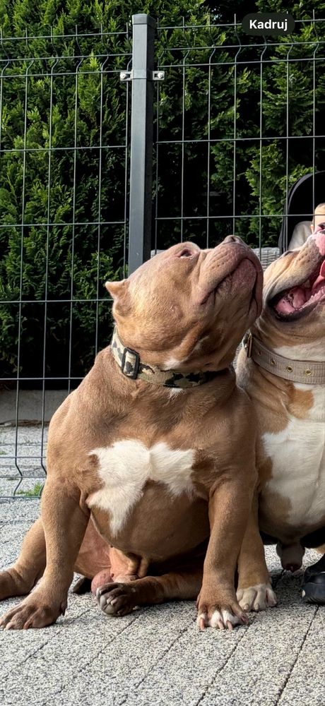American Bully Pocket ABKC piesek