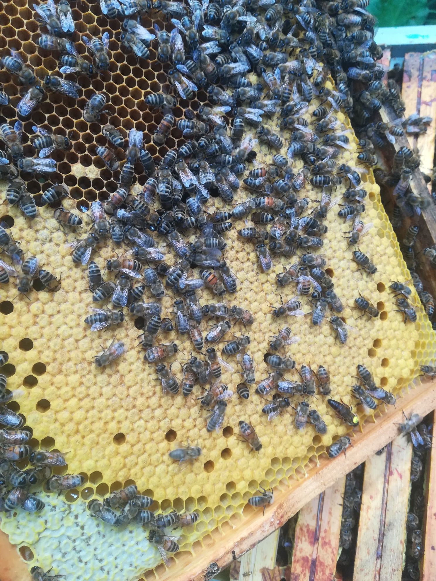 Rodzina pszczela, odkład, Sypaniec