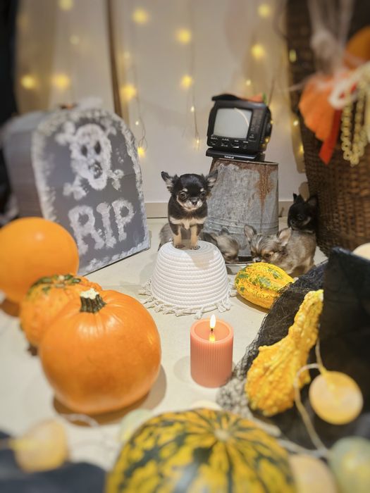 Chihuahua Długowłosa dziewczynka *ZKwP FCI*