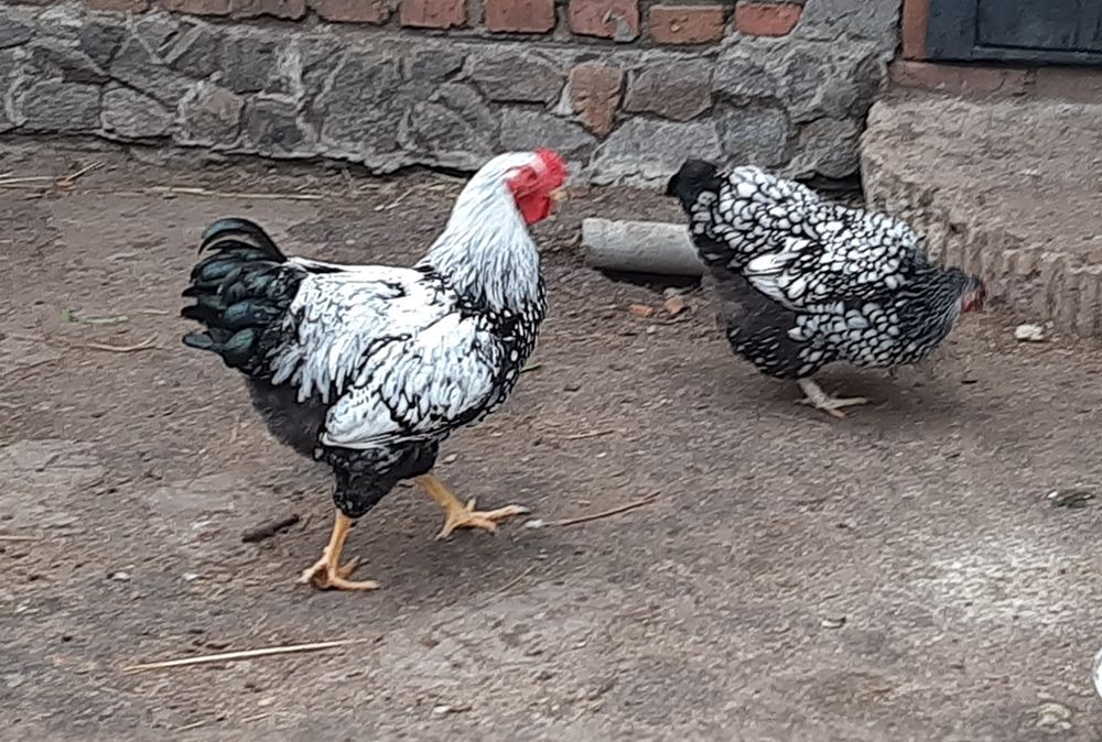 Молоді кури та півні породи Віандот. Петухи Виандот.