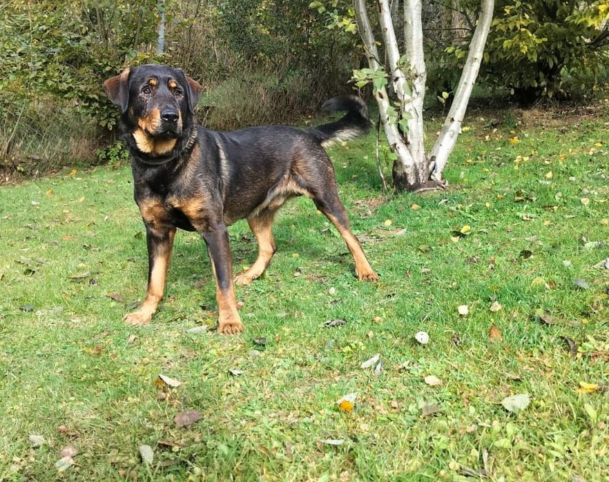 Psiak w typie Rottweilera szuka dom